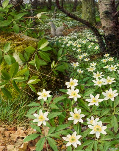 Anemoni di bosco, fine aprile (olio su tavola) da Raymond Booth