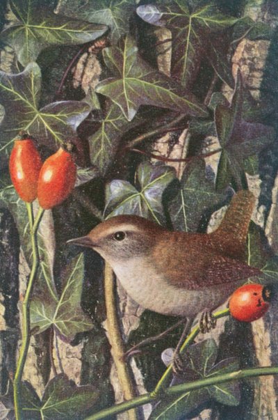 Scricciolo in una cornice di rosa canina ed edera da Raymond Booth