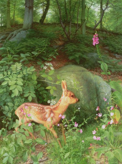 Giovane capriolo nel bosco di Adel da Raymond Booth