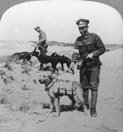 Cani da primo soccorso, Prima Guerra Mondiale, c1914-c1918 da Realistic Travels Publishers