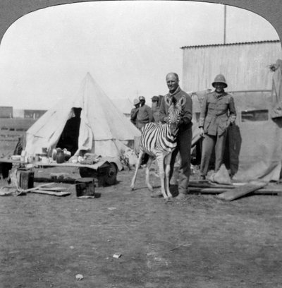 Artiglieri sudafricani con la loro zebra domestica, Africa orientale, Prima Guerra Mondiale, 1914-1918 da Realistic Travels Publishers