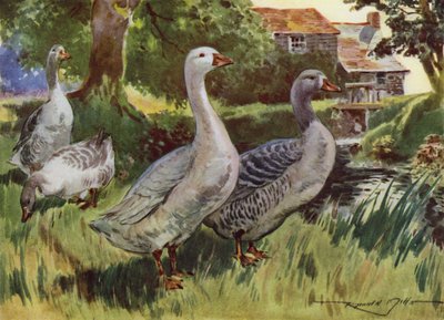 Illustrazione per La Mia Fattoria da Reginald Mills