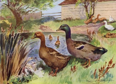 Illustrazione per La Mia Fattoria da Reginald Mills