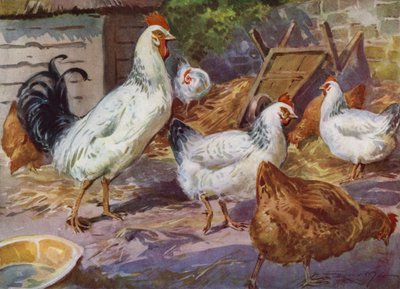 Illustrazione per La Mia Fattoria da Reginald Mills