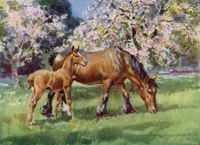 Illustrazione per La mia fattoria da Reginald Mills