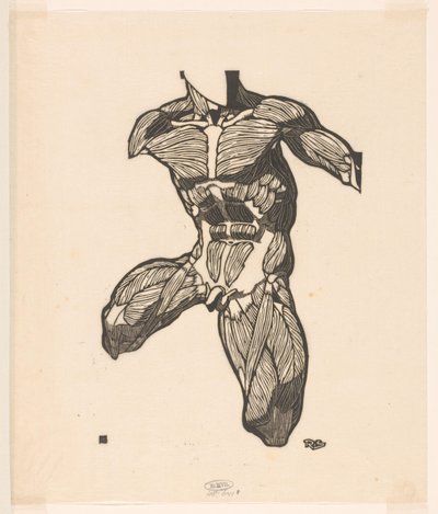 Studio anatomico dei muscoli del collo, dell