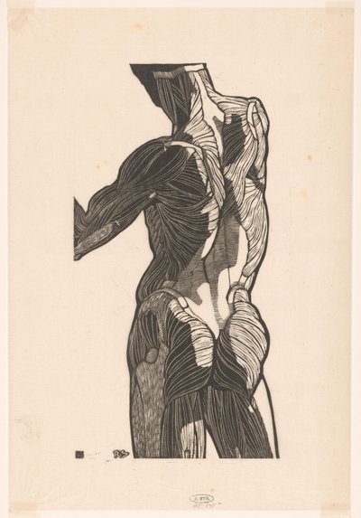 Studio anatomico dei muscoli della schiena e dei glutei di un uomo da Reijer Stolk