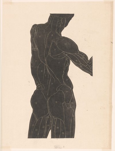 Studio anatomico dei muscoli della schiena e dei glutei di un uomo in silhouette da Reijer Stolk