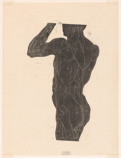 Studio anatomico dei muscoli della schiena e dei glutei di un uomo in silhouette da Reijer Stolk