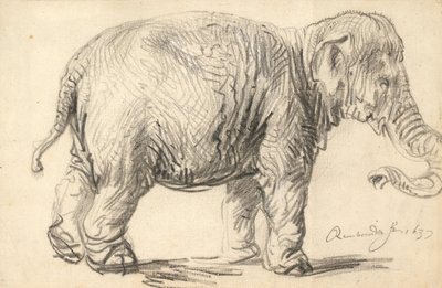 Un elefante da Rembrandt van Rijn