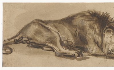 Studio di un leone addormentato da Rembrandt van Rijn (copy after)