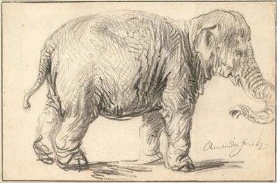 Un elefante, 1637 da Rembrandt van Rijn