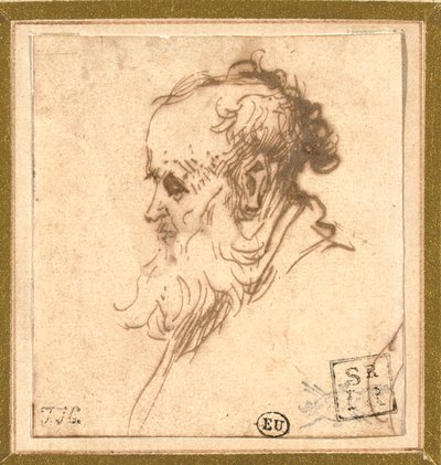 Testa di un uomo barbuto di profilo a sinistra da Rembrandt van Rijn