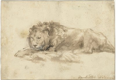 Leone sdraiato da Rembrandt van Rijn