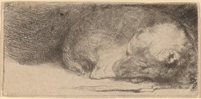 Cucciolo Addormentato da Rembrandt van Rijn