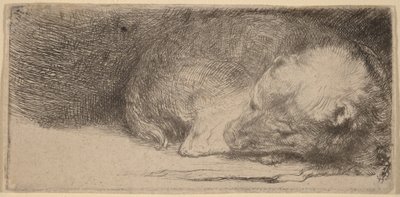 Cucciolo che dorme da Rembrandt van Rijn
