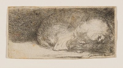 Cucciolo addormentato da Rembrandt van Rijn