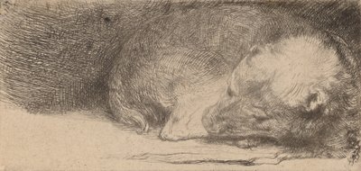 Cucciolo che dorme, c. 1640 da Rembrandt van Rijn