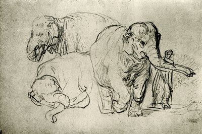 Studio di elefanti da Rembrandt van Rijn