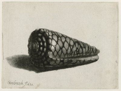 La conchiglia (Conus marmoreus) da Rembrandt van Rijn