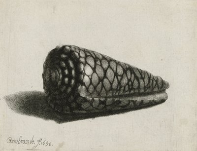 La conchiglia (Conus marmoreus), 1650 da Rembrandt van Rijn