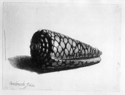 La conchiglia (Conus marmoreus) 1650 da Rembrandt van Rijn