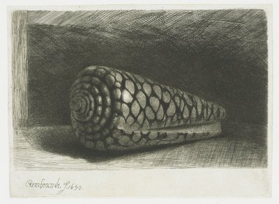 La conchiglia da Rembrandt van Rijn