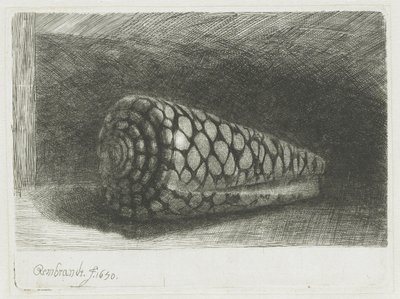 La conchiglia da Rembrandt van Rijn