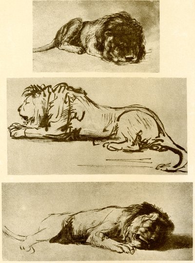 Tre studi di leone da Rembrandt van Rijn