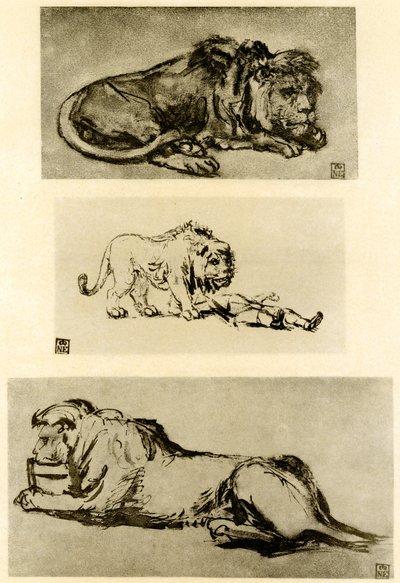 Tre studi di leone da Rembrandt van Rijn