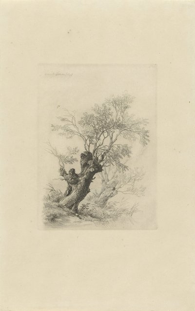 Salice da Remigius Adrianus Haanen