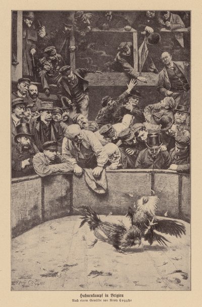 Combattimento di galli nelle Fiandre da Remy Cogghe