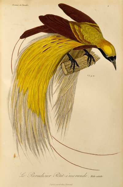Maschio adulto di Uccello del Paradiso Minore (Paradisaea minor), incisione da Histoire naturelle des oiseaux de paradis et des epimagues da René Primevère Lesson