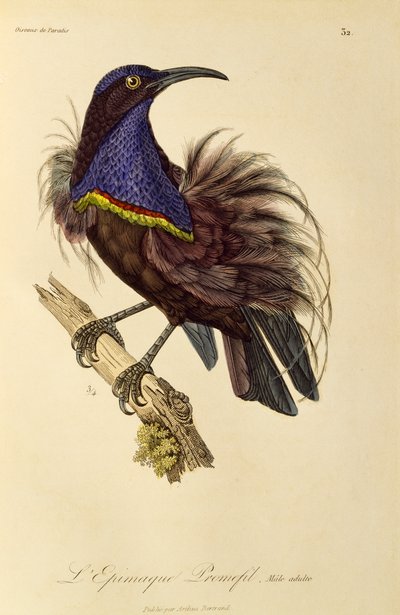Maschio adulto di Uccello del Paradiso fuciliere (Ptiloris paradiseus), incisione da Histoire naturelle des oiseaux de paradis et des epimagues da René Primevère Lesson
