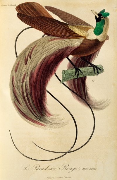 Maschio adulto di Uccello del Paradiso rosso (Paradisaea rubra), incisione da Histoire naturelle des oiseaux de paradis et des epimagues da René Primevère Lesson