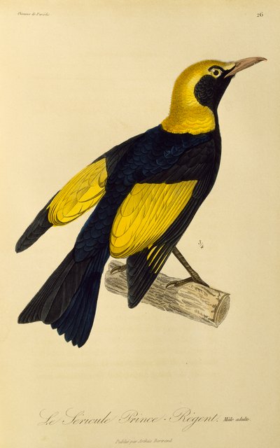 Maschio adulto di Uccello Giardiniere del Re (Sericulus chrysocephalus), incisione da Histoire naturelle des oiseaux de paradis et des epimagues da René Primevère Lesson