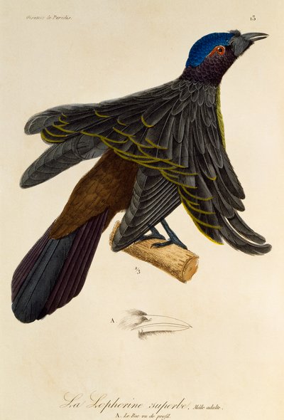 Maschio adulto di Uccello del paradiso superbo (Lophorina superba), incisione da Histoire naturelle des oiseaux de paradis et des epimagues da René Primevère Lesson