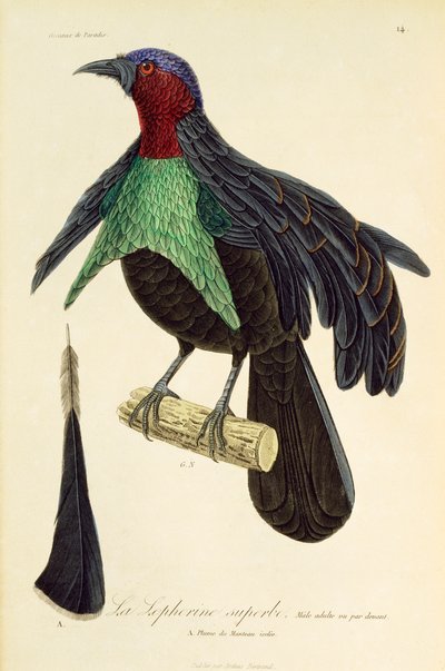 Maschio adulto di Uccello del Paradiso Superbo (Lophorina superba), incisione da Histoire naturelle des oiseaux de paradis et des epimagues da René Primevère Lesson