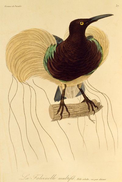 Maschio adulto di Uccello del Paradiso a dodici fili (Seleucidis melanoleuca), incisione da Histoire naturelle des oiseaux de paradis et des epimagues da René Primevère Lesson