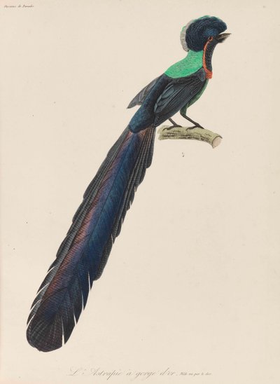Uccello del paradiso, 1835 da René Primevère Lesson