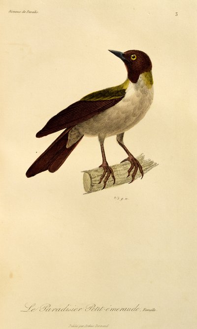 Femmina di Uccello del Paradiso minore (Paradisaea minor), incisione da Histoire naturelle des oiseaux de paradis et des epimagues da René Primevère Lesson