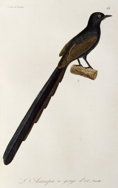 Femmina di Uccello del Paradiso con gorgiera, incisione da Histoire naturelle des oiseaux de paradis et des epimagues da René Primevère Lesson