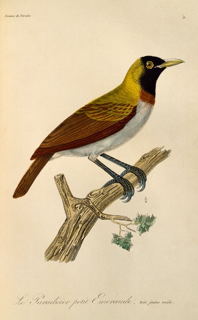 Giovane maschio di Uccello del paradiso minore (Paradisaea minor), incisione da Histoire naturelle des oiseaux de paradis et des epimagues da René Primevère Lesson