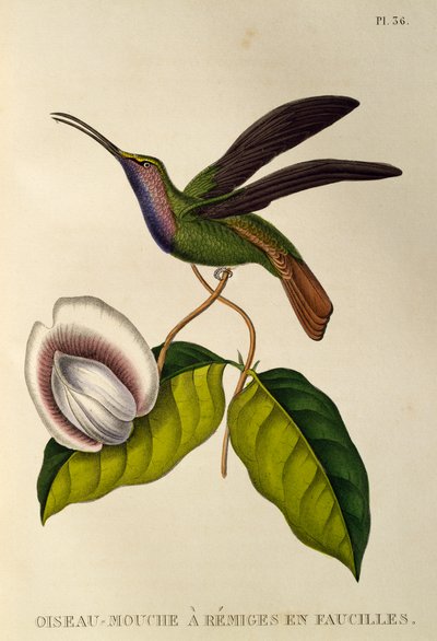 Lazulina Sabrewing (Campylopterus falcatus), incisione da Les trochilidees ou les colibris et les oiseaux-mouches da René Primevère Lesson