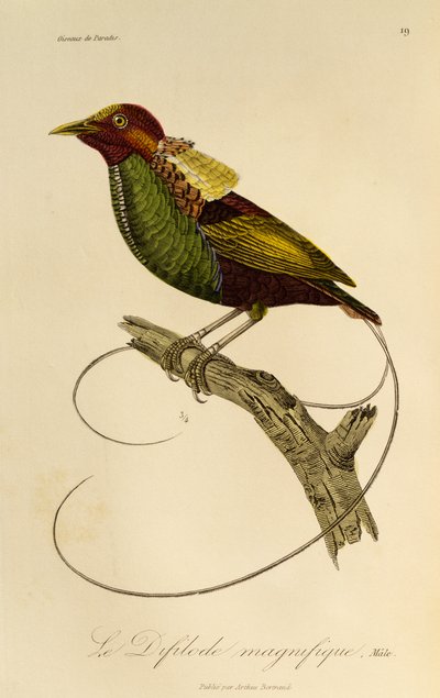 Maschio di Uccello del paradiso magnifico (Cicinnurus magnificus), incisione da Histoire naturelle des oiseaux de paradis et des epimagues da René Primevère Lesson