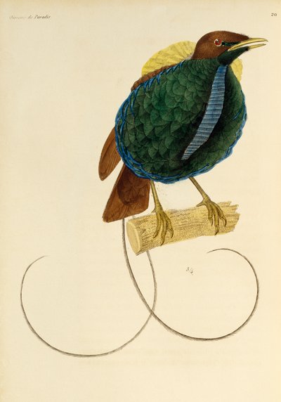 Maschio di Uccello del Paradiso Magnifico (Cicinnurus magnificus), incisione da Histoire naturelle des oiseaux de paradis et des epimagues da René Primevère Lesson