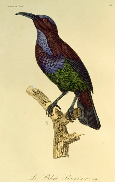 Maschio di Uccello del Paradiso fuciliere (Ptiloris paradiseus), incisione da Histoire naturelle des oiseaux de paradis et des epimagues da René Primevère Lesson