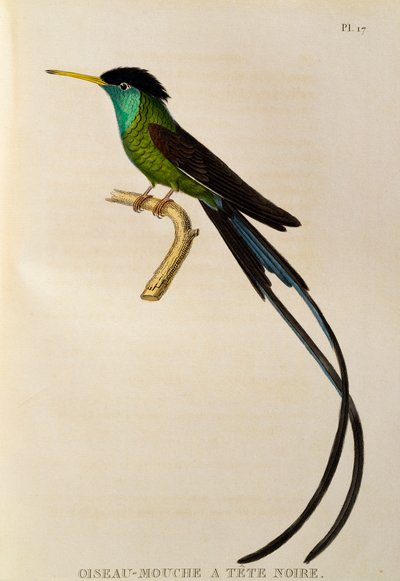 Colibrì a coda di rondine (Trochilus polytmus), incisione da Les trochilidees ou les colibris et les oiseaux-mouches da René Primevère Lesson
