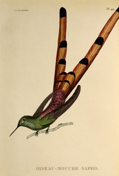 Cometa dalla coda rossa (Sappho sparganurus), incisione da Les trochilidees ou les colibris et les oiseaux-mouches da René Primevère Lesson