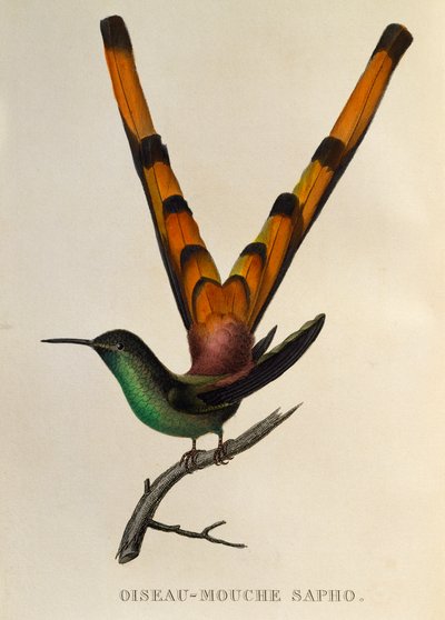 Cometa dalla coda rossa (Sappho sparganurus), incisione da Les trochilidees ou les colibris et les oiseaux-mouches da René Primevère Lesson